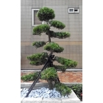 植栽-景福園藝
