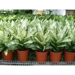 植栽-景福園藝