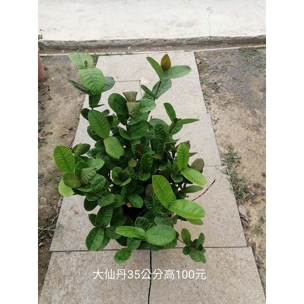 大仙丹
