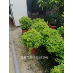 金露花-芳禾園園藝