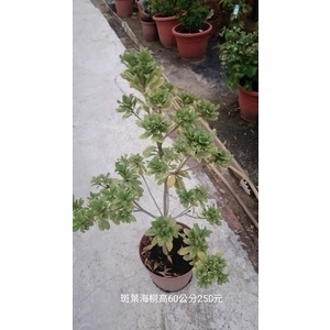 班葉海桐-芳禾園園藝