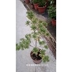 班葉海桐-芳禾園園藝