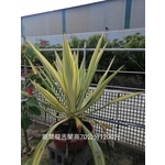 班葉龍舌蘭-芳禾園園藝