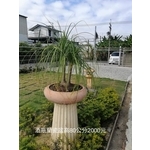 酒瓶蘭瓷盆-芳禾園園藝