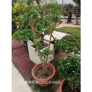 馬茶花-芳禾園園藝