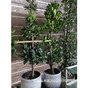 瓷盆福木-芳禾園園藝