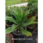 瓷盆龍舌蘭-芳禾園園藝