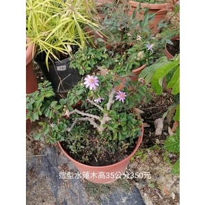 造型水蓮木-芳禾園園藝