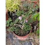 造型水蓮木-芳禾園園藝