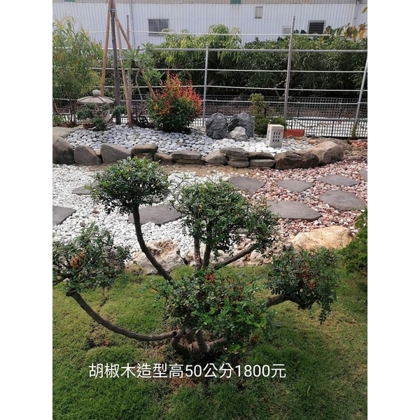 造型胡椒木