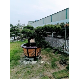 造型龍柏-芳禾園園藝