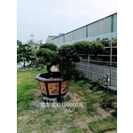 造型龍柏-芳禾園園藝