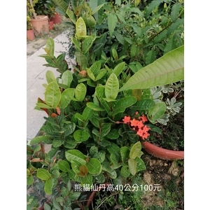 熊貓仙丹-芳禾園園藝