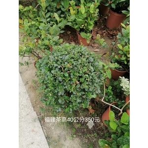 福建茶-芳禾園園藝