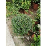 福建茶-芳禾園園藝