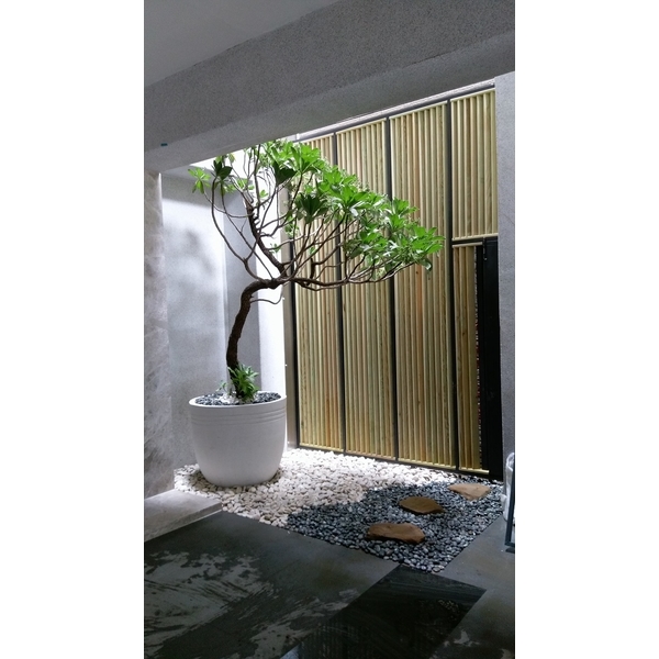 白水木造型骨感大氣-芳禾園園藝