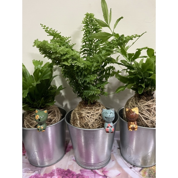 苔球植栽製作