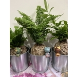 苔球植栽製作
