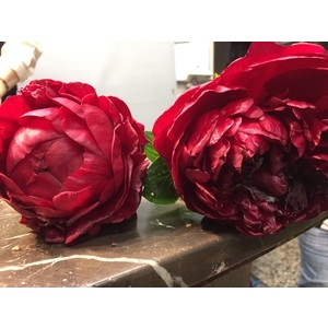 裝置藝術-朵森綠美化工作室