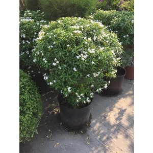 珍珠馬茶盆栽-朵森綠美化工作室