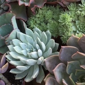 多肉植物-朵森綠美化工作室