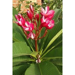 緬梔-朵森綠美化工作室