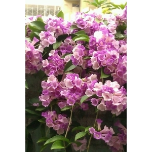 蒜香藤-朵森綠美化工作室