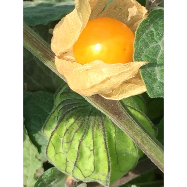酸漿莓果