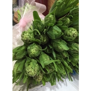 晚香玉筍-朵森綠美化工作室