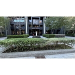 楓香樹維護前期