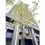 楓香樹5個月維護成果