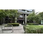 楓香樹6個月維護成果