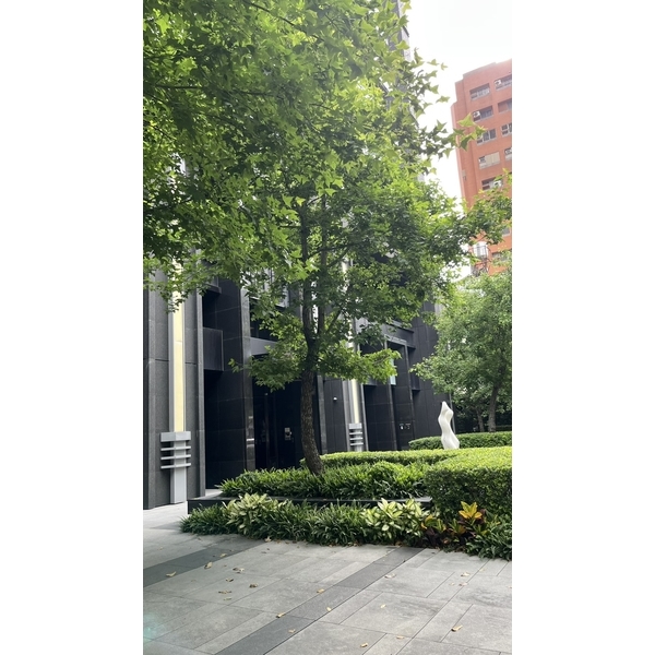 楓香樹半年維護成果、生意盎然