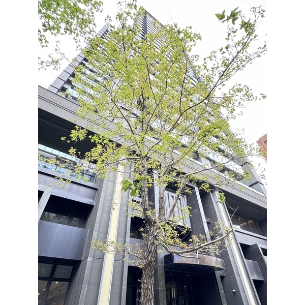 楓香樹半年維護成果、生意盎然