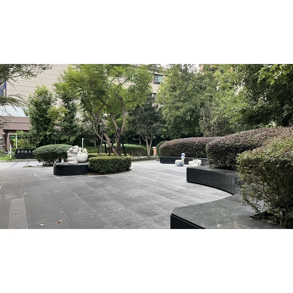 藍花楹傾斜，扶正立護木柱、維護成果