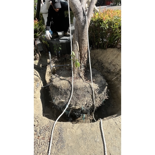 藍花楹傾斜，扶正立護木柱、維護成果