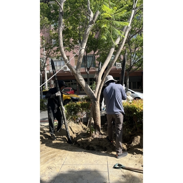 藍花楹傾斜，扶正立護木柱、維護成果