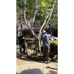 藍花楹傾斜，扶正立護木柱、維護成果 - 朵森綠美化工作室