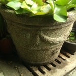 水砵生態