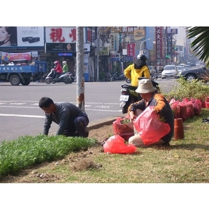園藝整理／樹木修剪-德昌工程企業公司