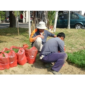 園藝整理／樹木修剪-德昌工程企業公司