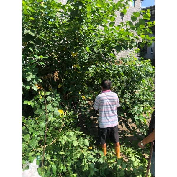 修剪桑椹樹木-德昌工程企業公司