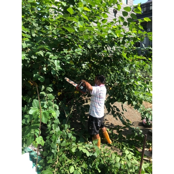 修剪桑椹樹木