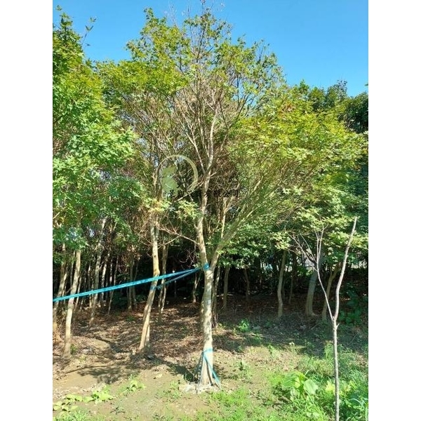 青楓-川井景觀設計有限公司