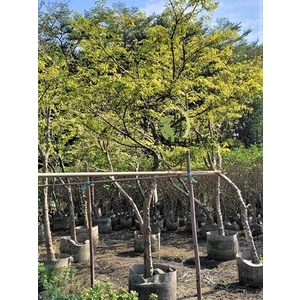 香水梅-川井景觀設計有限公司
