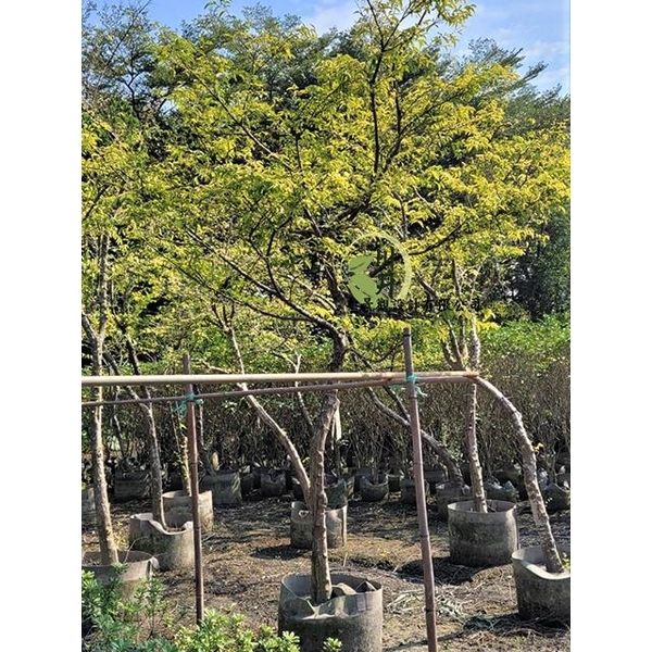 香水梅