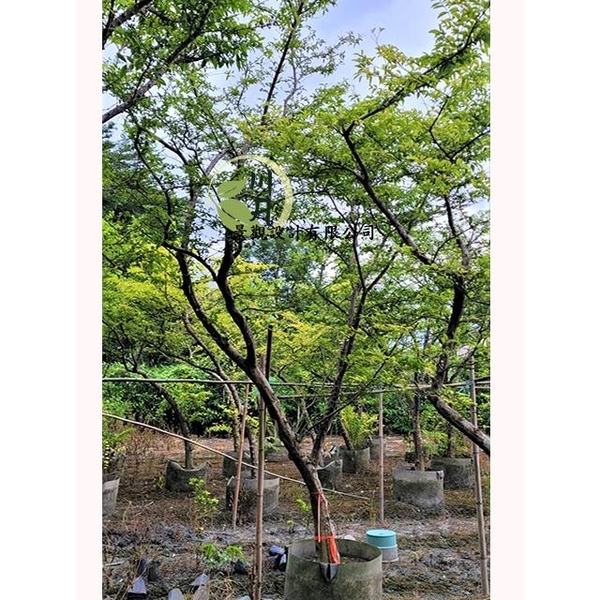 香水梅-川井景觀設計有限公司