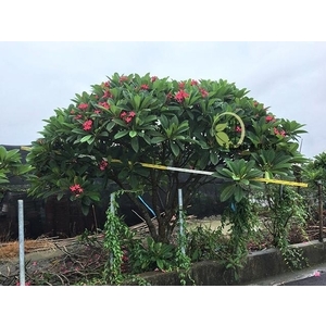 雞蛋花-川井景觀設計有限公司