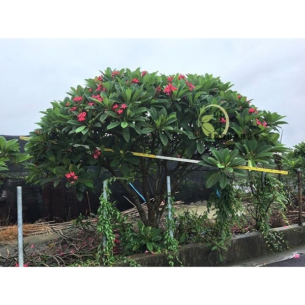 雞蛋花