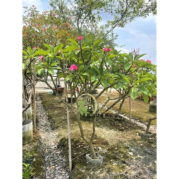 雞蛋花-川井景觀設計有限公司